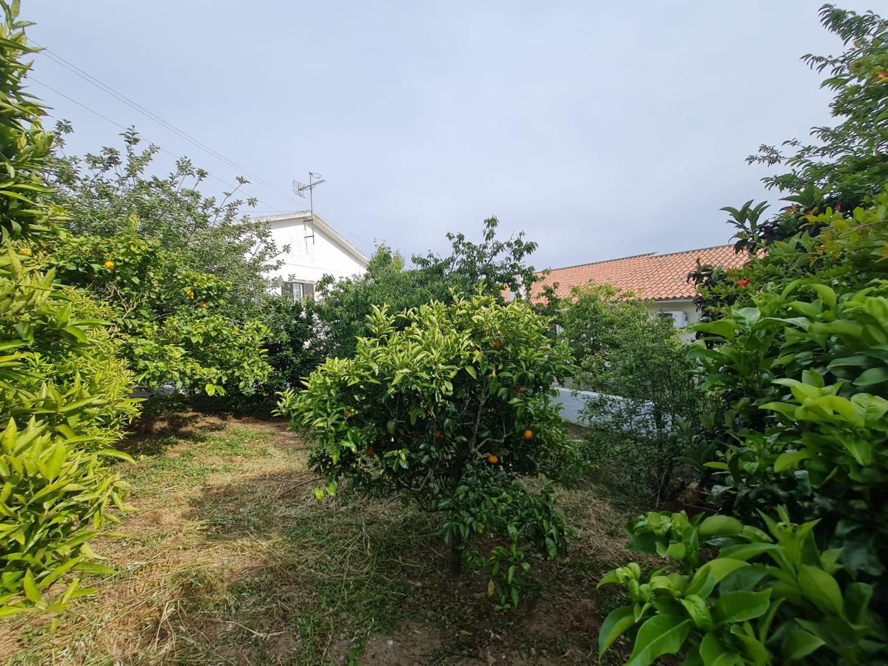 Árvores de fruto